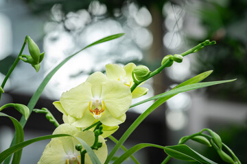 Blooming beautiful orchid flowers in a tropical greenhouse, nature and gardening