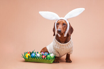 funny dachshund in a knitted sweater on a beige background with white rabbit ears. Easter concept