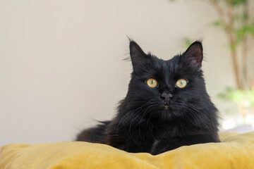 A black fluffy cat with yellow eyes lies and rests at home on a soft bed during the day.