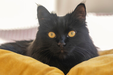 A black fluffy cat with yellow eyes lies and rests at home on a soft bed during the day.