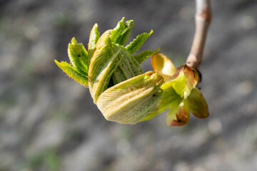 Budding buds on a tree against a forest background. Young green leaves in close-up in a natural environment. Beautiful forest landscape of springtime
