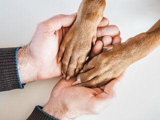 Male hands hold dog paws. Close-up, indoors, view from above. Day light. Pet care concept
