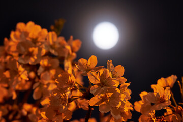 神奈川県　麻生川の夜桜と月明かり
