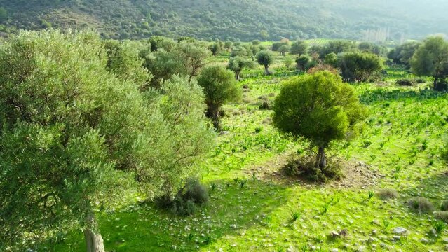 Nature Trees in early summer, Aerial view of Beautiful green forest with olive trees in sunny weather, Cyprus