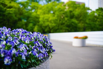 bouquet of flowers