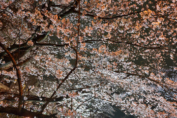 神奈川県　麻生川の夜桜
