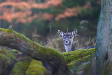 1 young fallow deer (Dama Dama, Reh) in the forest. Animal hides behind thick trees. Wildlife in...