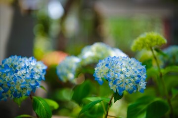 blue hydrangea flowers