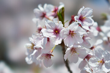 神奈川県　春の御殿場線　山北駅の桜
