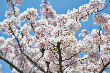 神奈川県　春の御殿場線　山北駅の桜
