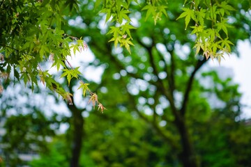 green leaves and sun