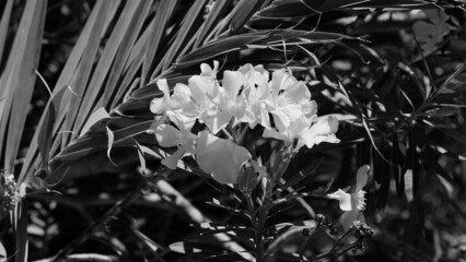 Black and white gray petal flowers 
