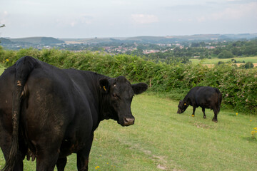 Cattle on Cley Hill in Wiltshire, UK. July 2021