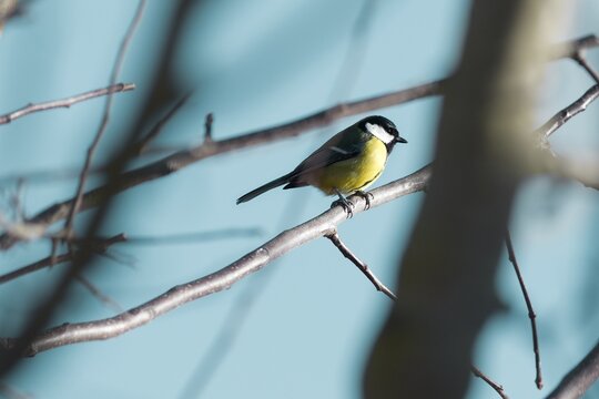 great tit sitting on a branch on a cold day