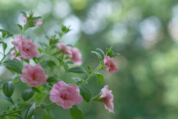 Small pink flowers and green leaves on a bush