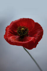 One red poppy on a white background