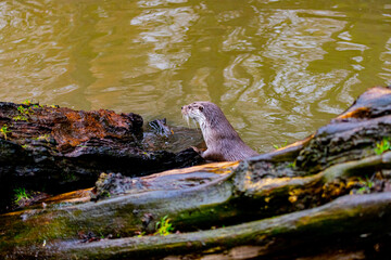 Closeup shot of the Eurasian otter in the river.