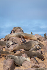 A brown fur seal (Arctocephalus pusillus) sleeping, Cape Cross, Namibia.