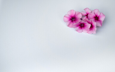 Fototapeta na wymiar Pink flowers on white isolate. Pure white background with natural flowers for congratulations. White background for the text. Romantic congratulations.