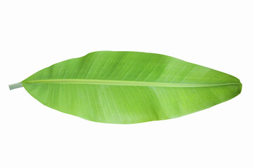 Fototapeta premium banana leaves isolated on a white background