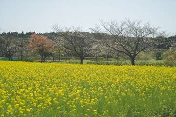 Obraz premium 咲き始めの桜と一面の黄色い名の花畑 鹿児島都市農業センター春の絶景