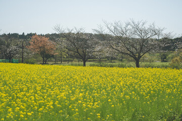 咲き始めの桜と一面の黄色い名の花畑 鹿児島都市農業センター春の絶景