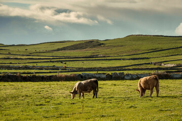 Cow grazing green grass in a field. Hill with stone fences and dark sky in the background. Farming industry. West of Ireland.