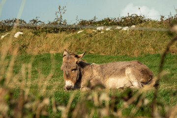 Cute funny donkey laying on a green grass and enjoying sunshine. Farming industry.