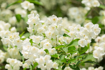 jasmine flowers on a bush