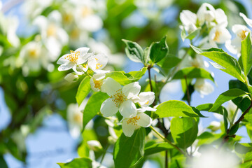 jasmine flowers on a bush