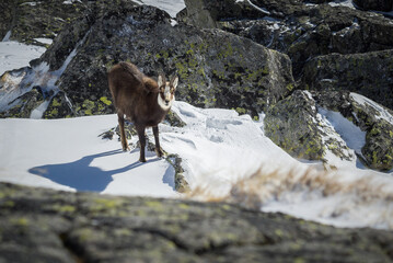 Fototapeta premium Rupicapra carpatica in High Tatras mountains