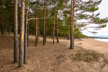 granite boulders in the Gulf of Finland. cloudy gloomy day. pine trees on the seashore.