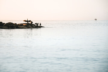 group of cormorants drying their wings open to the wind, on some rocks emerging from the sea