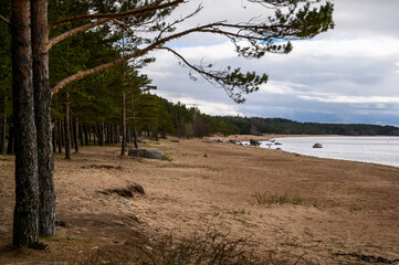 Fototapeta na wymiar granite boulders in the Gulf of Finland. cloudy gloomy day. pine trees on the seashore.