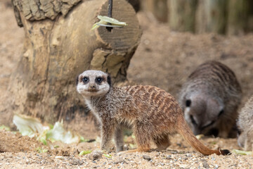 A group of meerkats in captivity at the zoo