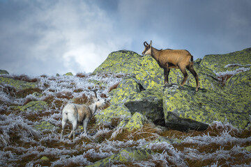 Rupicapra carpatica in Low Tatras