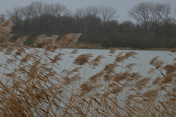 Phragmites australis. View through reeds along the lake.