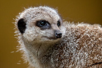 Close up of meerkats in captivity at the zoo