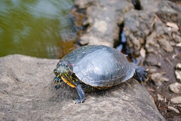 turtle on the ground