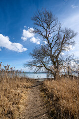 Riedlandschaft im Naturschutzgebiet Mettnauspitze bei Radolfzell am Bodensee
