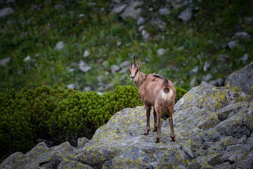 Rupicapra carpatica in High Tatras mountains