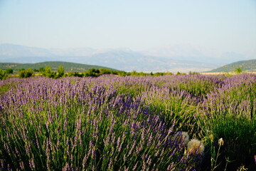 Fototapeta premium Dream of purple: Lavender fields in Turkey