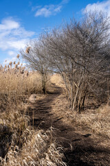 Fussweg durch den Schilfgürtel zur Mettnauspitze bei Radolfzell am Bodensee