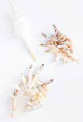 Obraz premium Sea shells on a white background. Summer and vacation concept. Top view. Vertical photo.