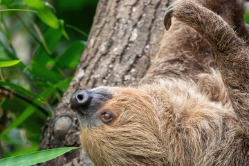 Two-toed sloth hanging in a tree. This nocturnal and arboreal species is indigenous to South...
