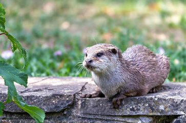 Oriental small-clawed otter, Aonyx cinereus, against green grass background. A semiaquatic mammal, indigenous to South and Southeast Asia - Powered by Adobe
