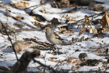 the bird is an ordinary oakbill
