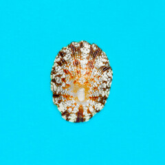 Flat Lay isolated image of a coastal seashell on a blue background