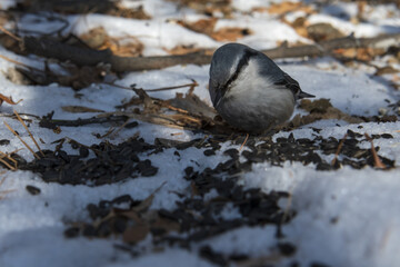 the bird is a common nuthatch on earth