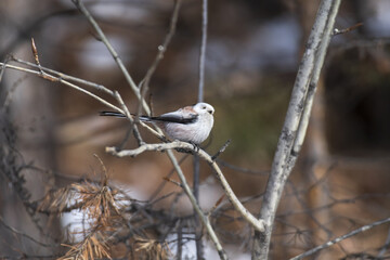 long - tailed tit on a branch